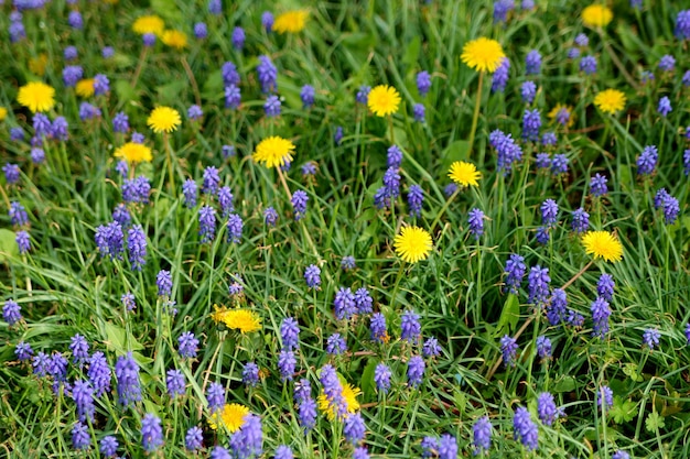 A field of purple and yellow flowers with one yellow flower in the middle.