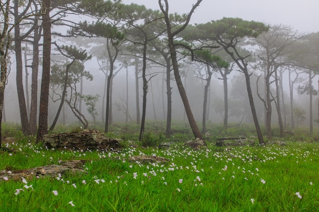 タイ、ルーイ県のPhu-Luangの松林における雨の花のフィールド