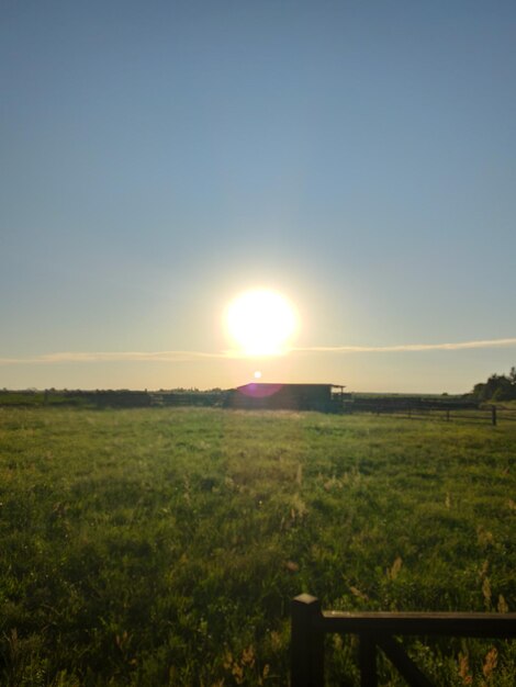 Field on ranch at sunset with green grass