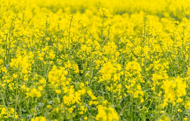 field of rapeseed closeup