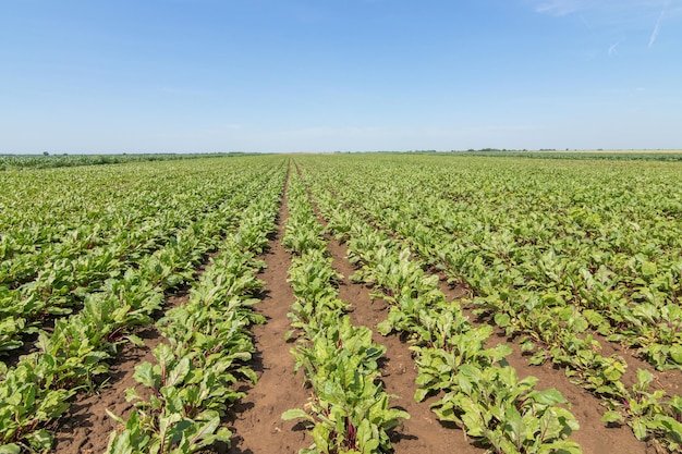 Field of the red beetroot. Young green beetroot plants.