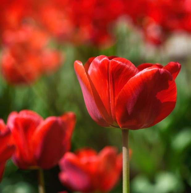 Field of red blossoming tulips on sunny day