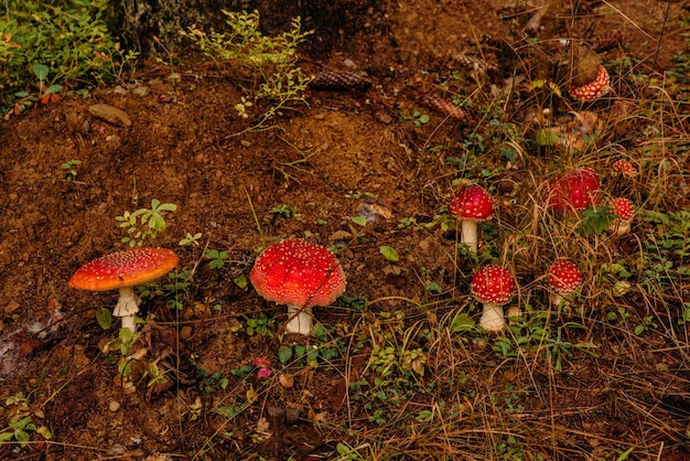 A field of red fly agaric in the forest