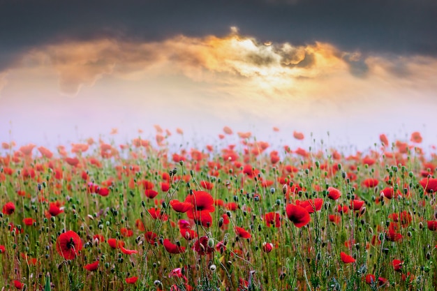 Field of red poppies during the sunset. Sunrise over the poppy field