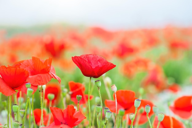 Field of red poppy flowers. Selective focus