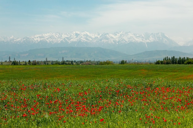 Field of red poppy flowers and snowy mountains in the background