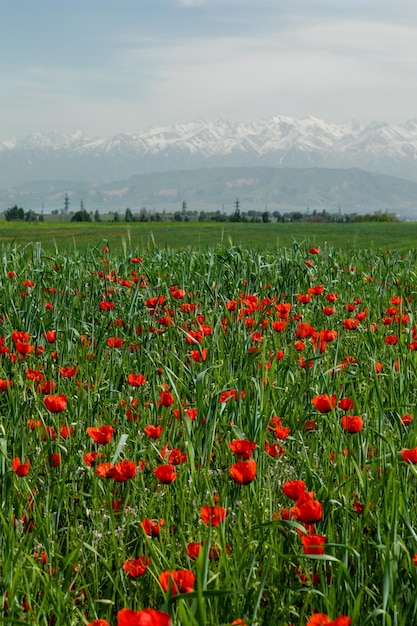 Field of red poppy flowers and snowy mountains in the background