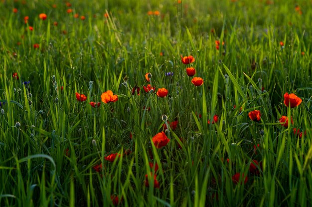 赤いケシの花のフィールド