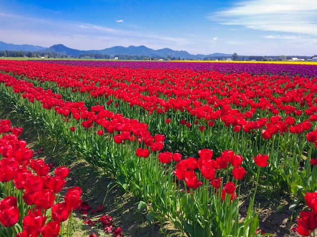 field red tulips in the mountains