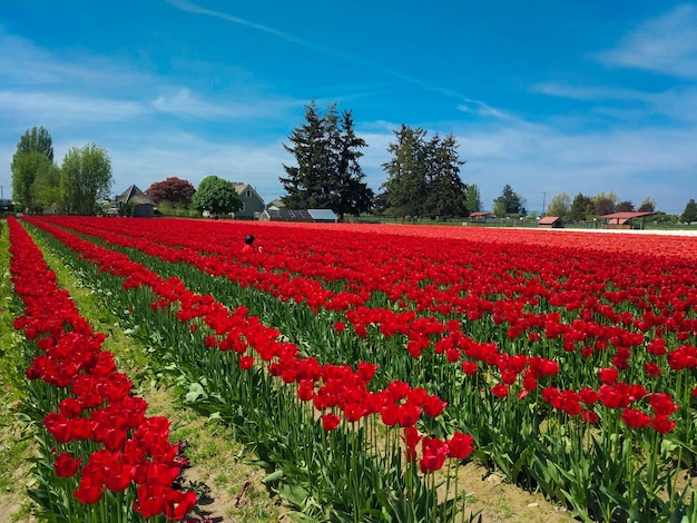 field red tulips in the mountains