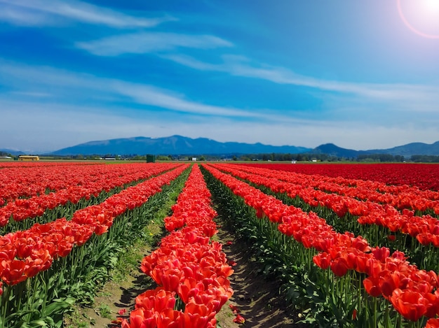 field red tulips in the mountains