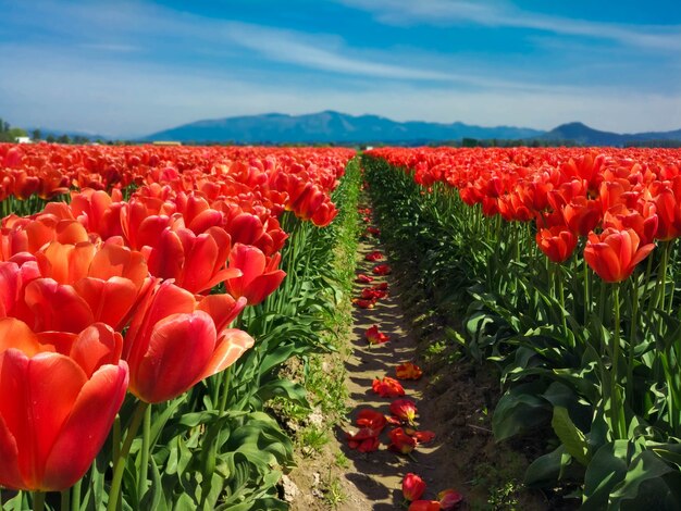 field red tulips in the mountains