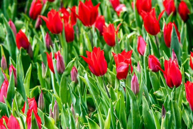 A field of red tulips in nature