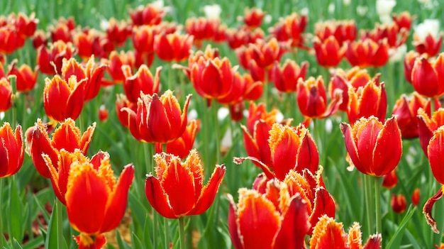 Field of red tulips in the spring