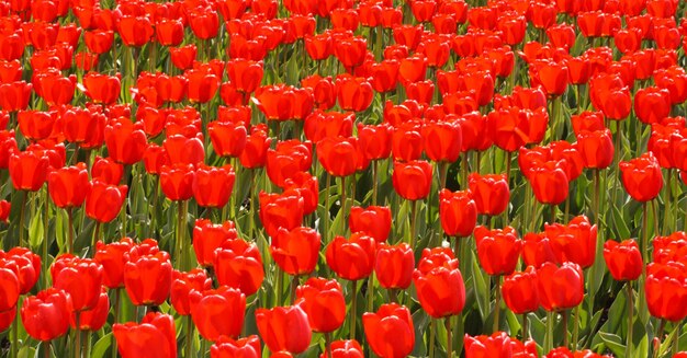 Field of red tulips