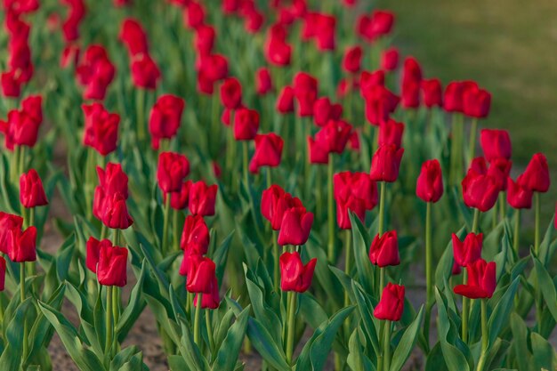 A field of red tulips