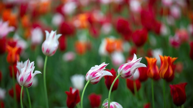 a field of red and white flowers with the word tulips on them