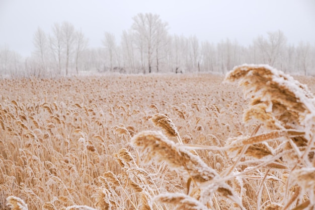 Field of reeds dusted with white snow.