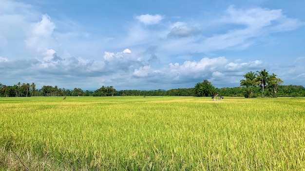 Поле риса в сельской местности