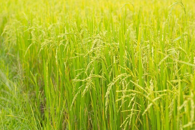 Рисовое поле показано зелеными листьями и словом «рис» слева.