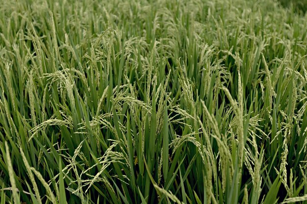 A field of rice is shown with the word rice on the left.