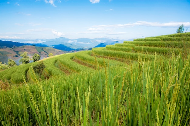 Field of rice on mountain in the rainy season.