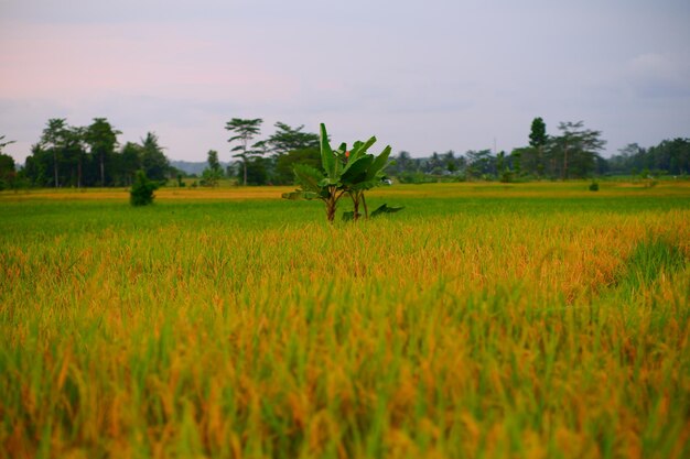 A field of rice with a banana tree in the foreground