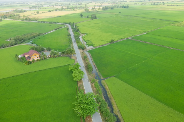 Field rice with landscape green pattern nature