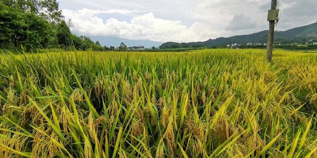 A field of rice with mountains in the background.