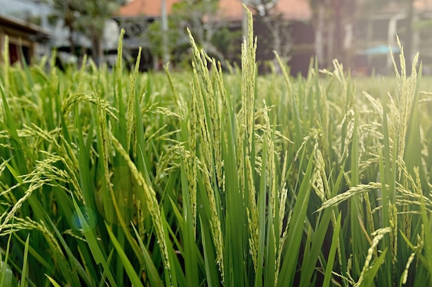 A field of rice with the sun shining on it