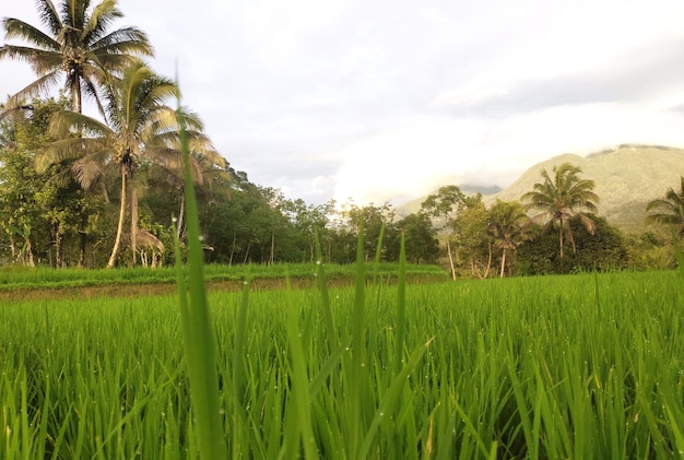 A field of rice with trees in the background