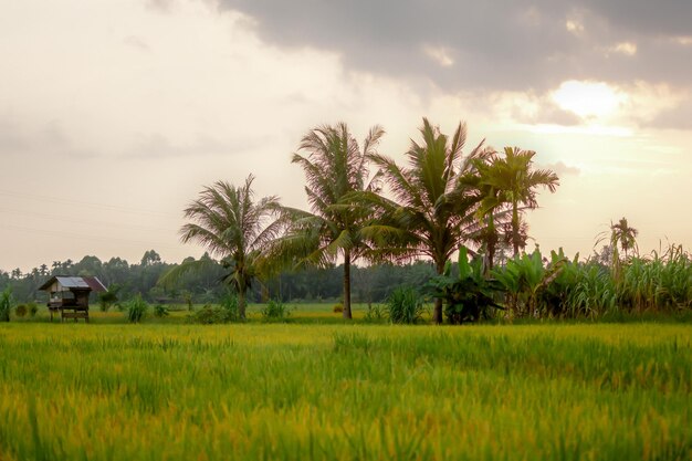 Photo a field of rice with trees in the foreground and the sun setting behind it