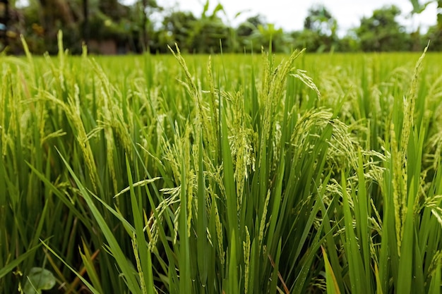 A field of rice with the word rice on it