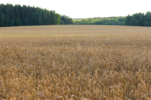 Field of ripe barley soft focus