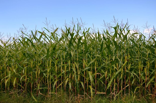 Field of ripe corn against the blue sky