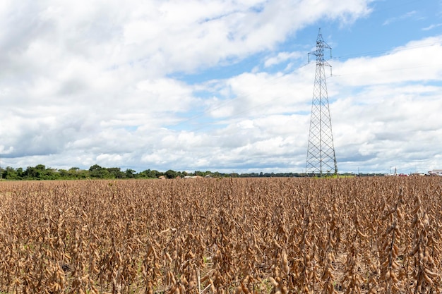 Photo field of ripe and dried soybeans ready for harvest with a power transmission tower in the background