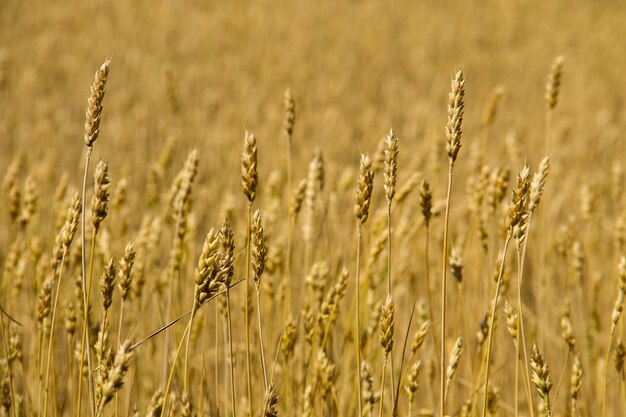 Field of ripe golden wheat close-up