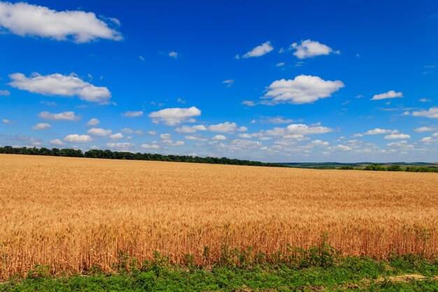 Field of ripe golden wheat