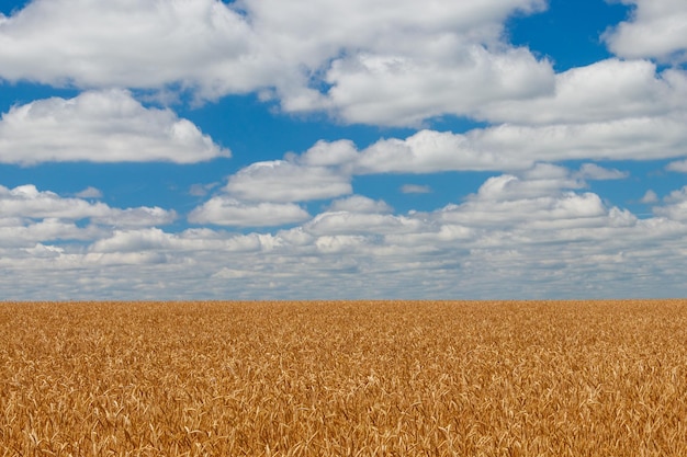 Field of ripe golden wheat