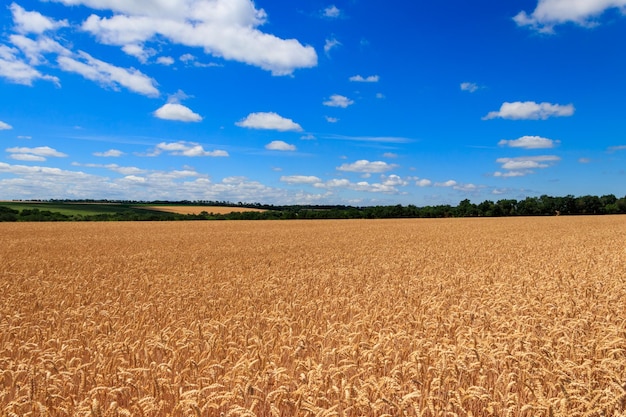 Field of ripe golden wheat