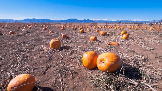 Field of ripe pumpkins on a sunny day.