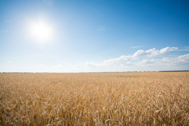 The field of ripe rye at sunset