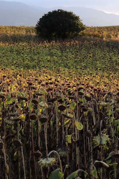 Nel campo girasole maturo