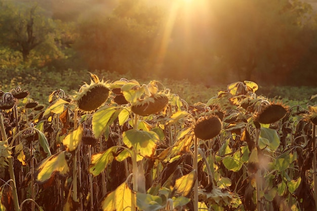 In the field ripe sunflower