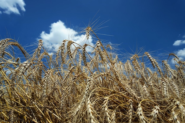 A field of ripe wheat on the background of a blue sky with clouds closeup Selective focus