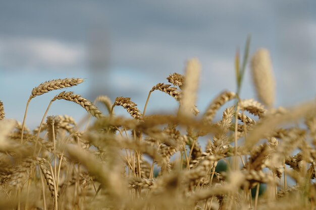 Field of ripe wheat under bright summer sunlight