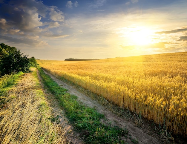 Field of ripe wheat in bright sunbeams