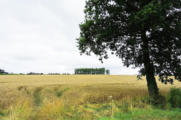 Field of ripe wheat in Normandy