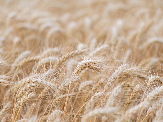 Field of ripe wheat