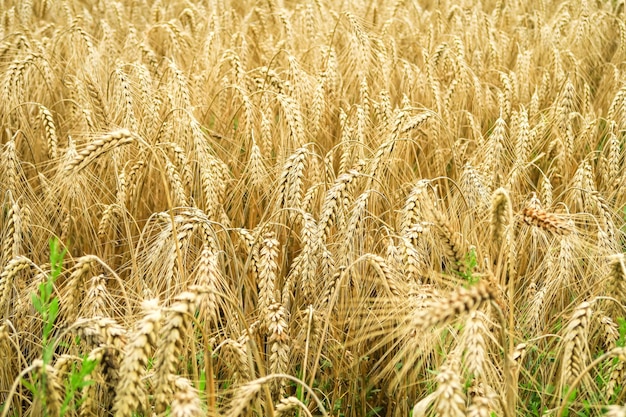 熟した黄色の小麦畑。食糧危機の概念